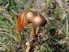 Петко Христов – „Гъбки”