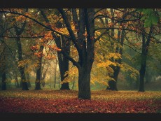 Антоанета Обретенова: „Светлината е мой вдъхновител, моделира форми, които прерастват в емоционални състояния и създава кадри със съдържание”